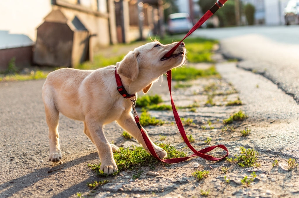Hukum Kenajisan Tas Belanja Dijilati Anjing dan Air Liurnya Telah Kering