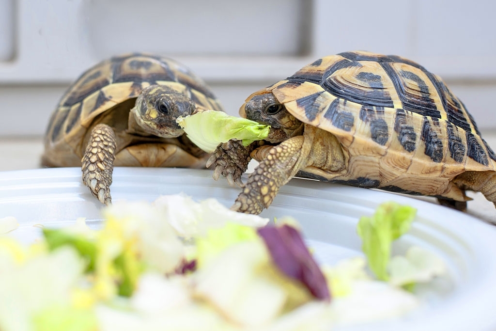 The Law of Eating Tortoise Meat