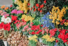 Various Flowers