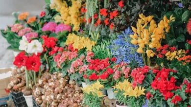 Various Flowers