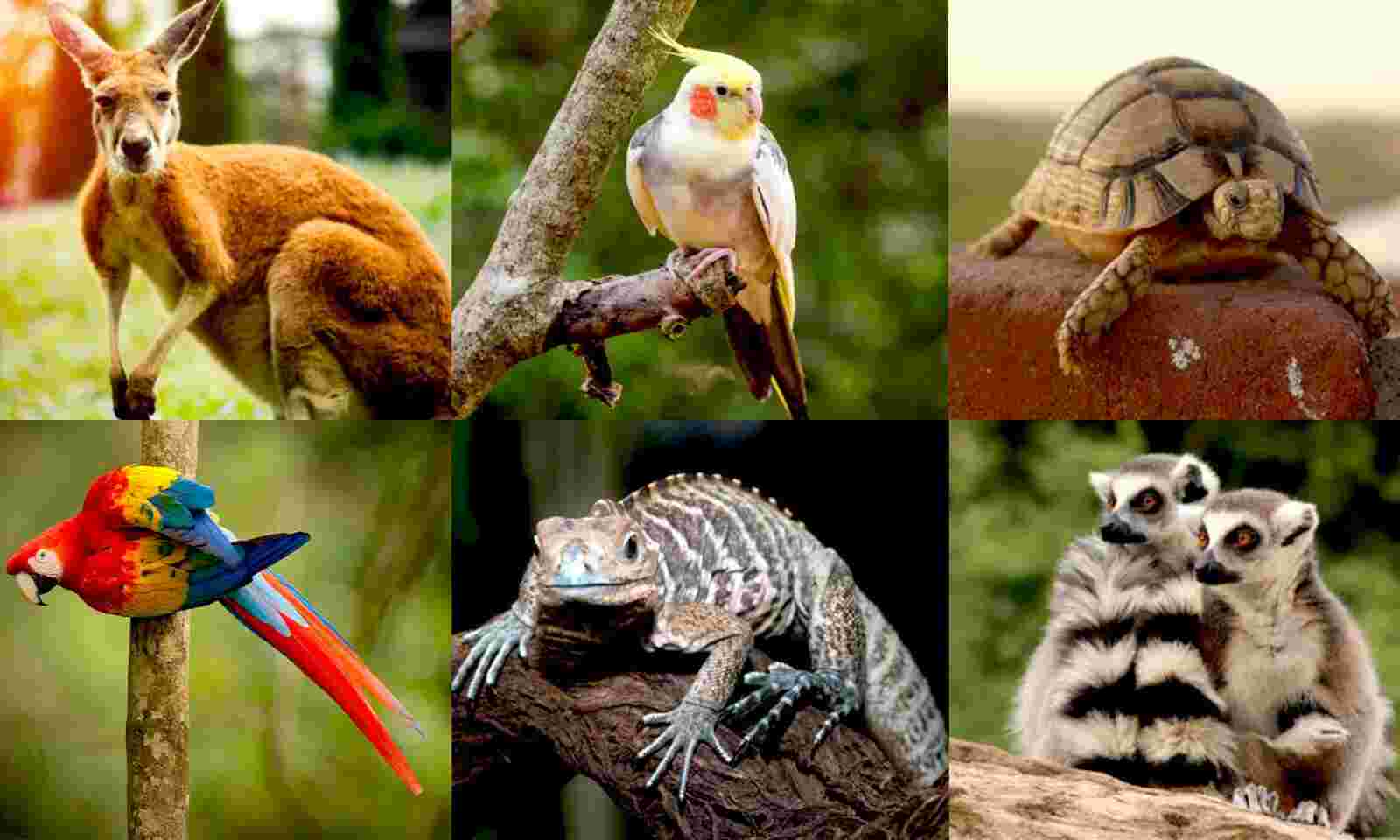 Animals in Cantonese