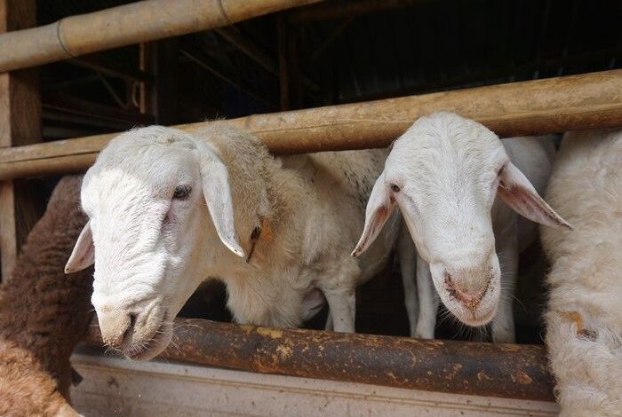 Singaporean Muslims buy and stock thousands of sacrificial animals to Kulon Progo every Eid al-Adha.