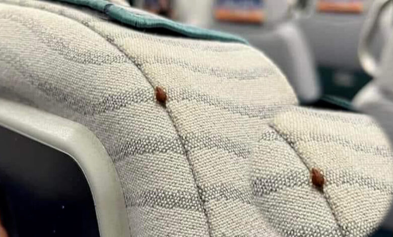 Bedbugs are endemic in Hong Kong and are causing a stir.