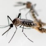 Waspada, Demam Chikungunya Diperkirakan Mencapai Puncak Tahun Ini