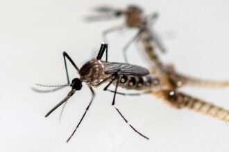 Waspada, Demam Chikungunya Diperkirakan Mencapai Puncak Tahun Ini