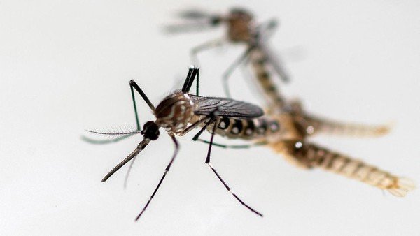 Waspada, Demam Chikungunya Diperkirakan Mencapai Puncak Tahun Ini