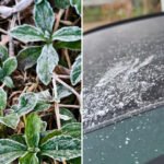 Dingin Terjang Hong Kong, di Pedalaman New Territories Tembus -1,2°C Berselimut Embun Beku