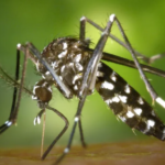 Musim Panas dan Hujan, Hong Kong Terancam Potensi Wabah Demam Berdarah