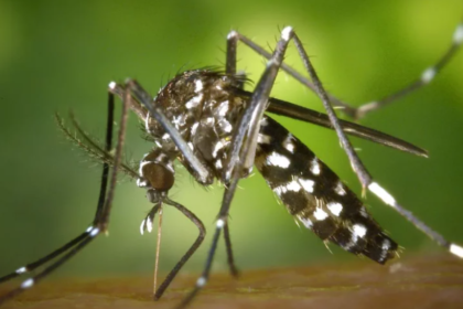 Musim Panas dan Hujan, Hong Kong Terancam Potensi Wabah Demam Berdarah