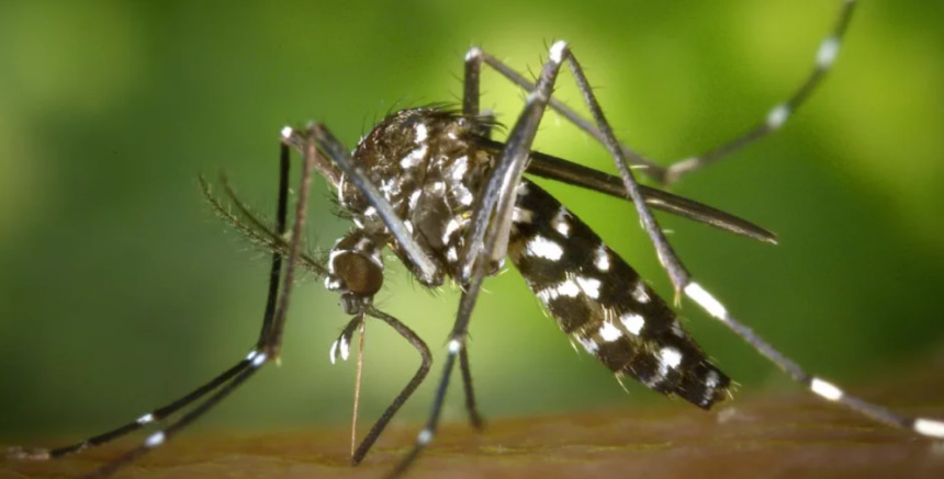 Musim Panas dan Hujan, Hong Kong Terancam Potensi Wabah Demam Berdarah