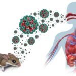 Hantavirus Dapat Dicegah dengan Jaga Kebersihan Sanitasi Lingkungan