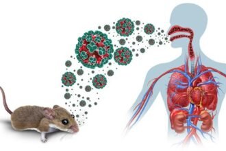 Hantavirus Dapat Dicegah dengan Jaga Kebersihan Sanitasi Lingkungan