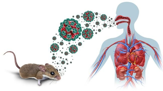 Hantavirus Dapat Dicegah dengan Jaga Kebersihan Sanitasi Lingkungan