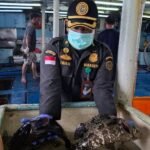 Keren! Kabupaten Natuna Ekspor Belasan Ribu Ekor Ikan Hidup ke Hong Kong, Didominasi Kerapu