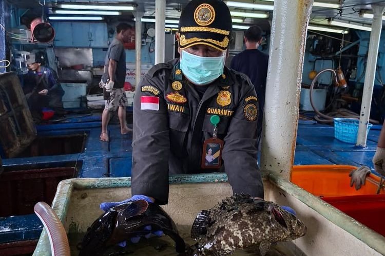 Keren! Kabupaten Natuna Ekspor Belasan Ribu Ekor Ikan Hidup ke Hong Kong, Didominasi Kerapu